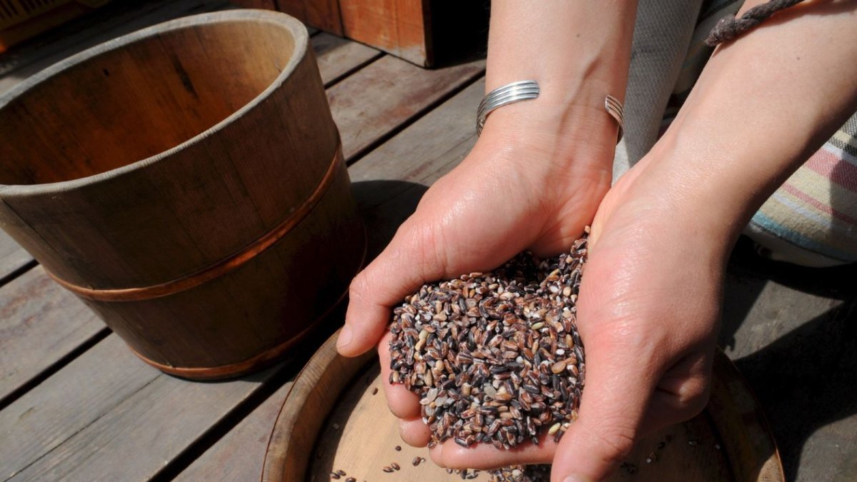 Las semillas expuestas al sonido del goteo germinaron entre un 30% y un 40% más rápido que aquellas mantenidas en silencio