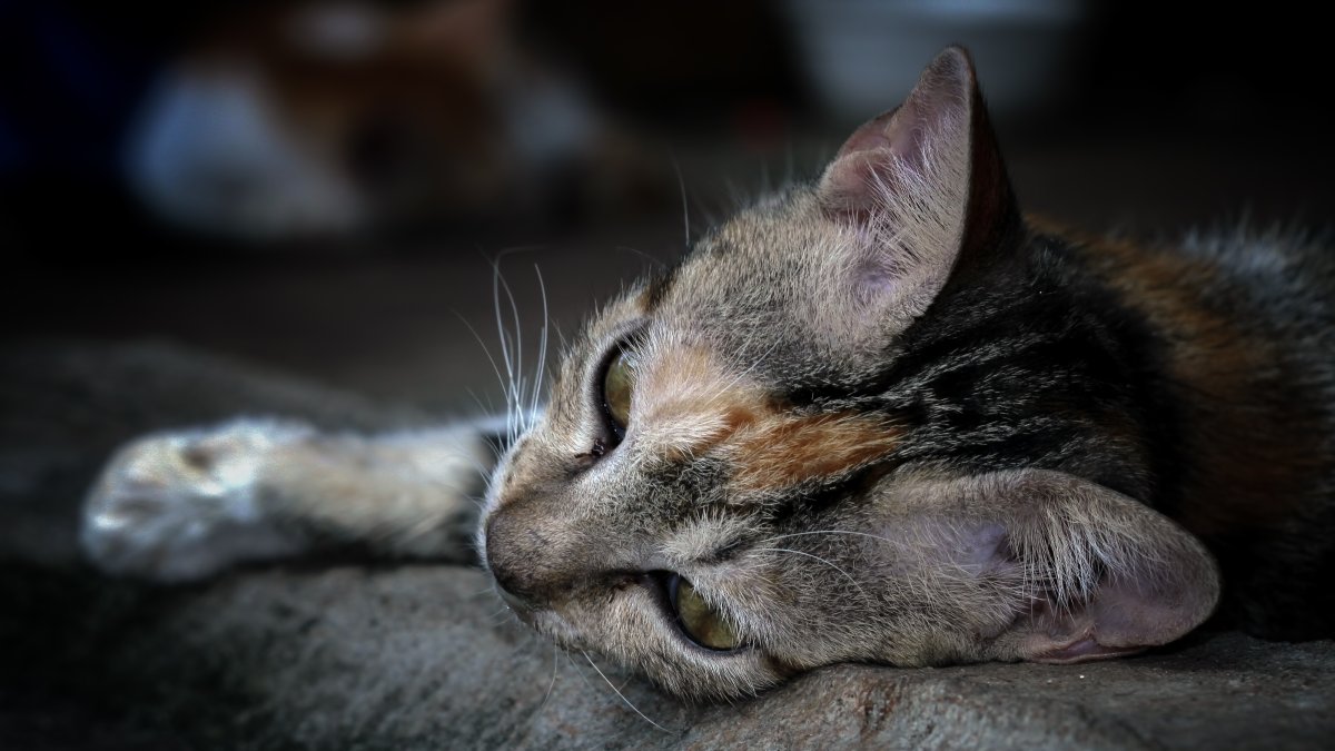 Imagen referencial. Los gatos abandonados fueron encontrados por personal municipal.