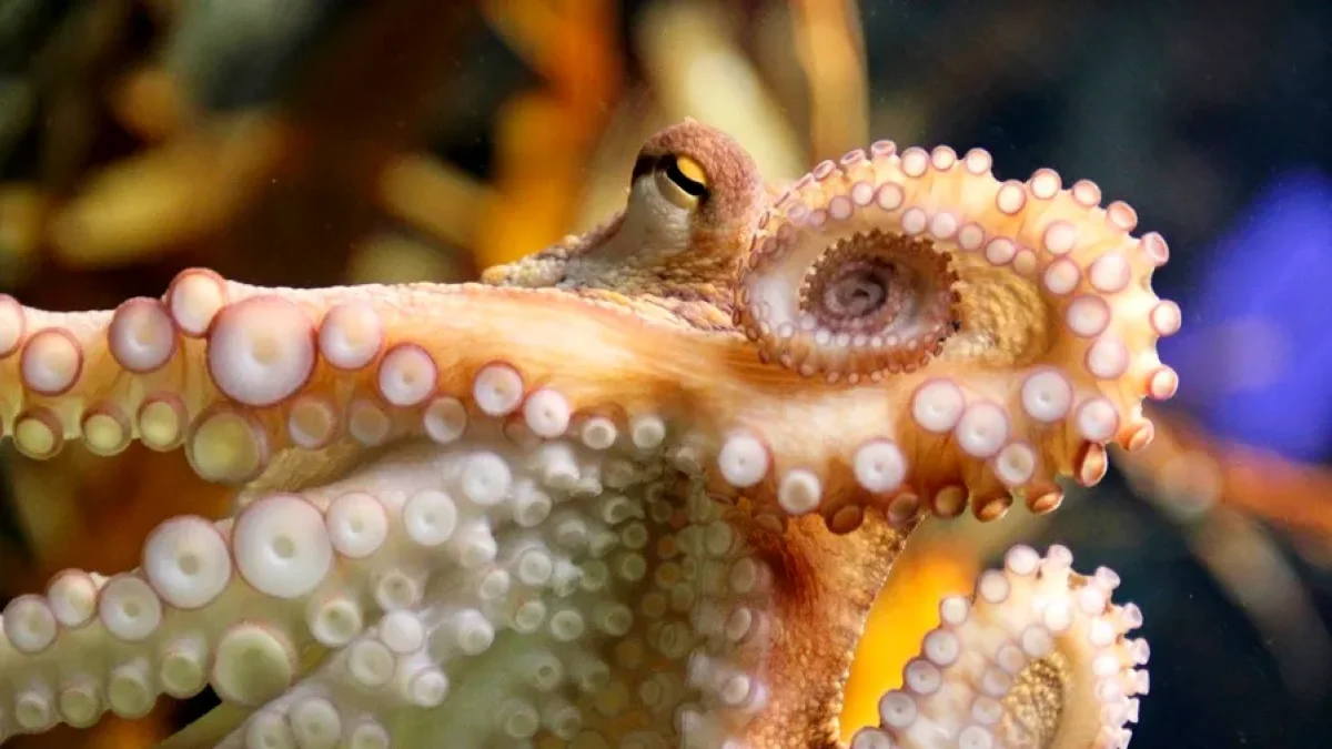 Los pulpos prehistóricos se sitúan en el mismo rango de tamaño que el Mosasaurus hoffmannii