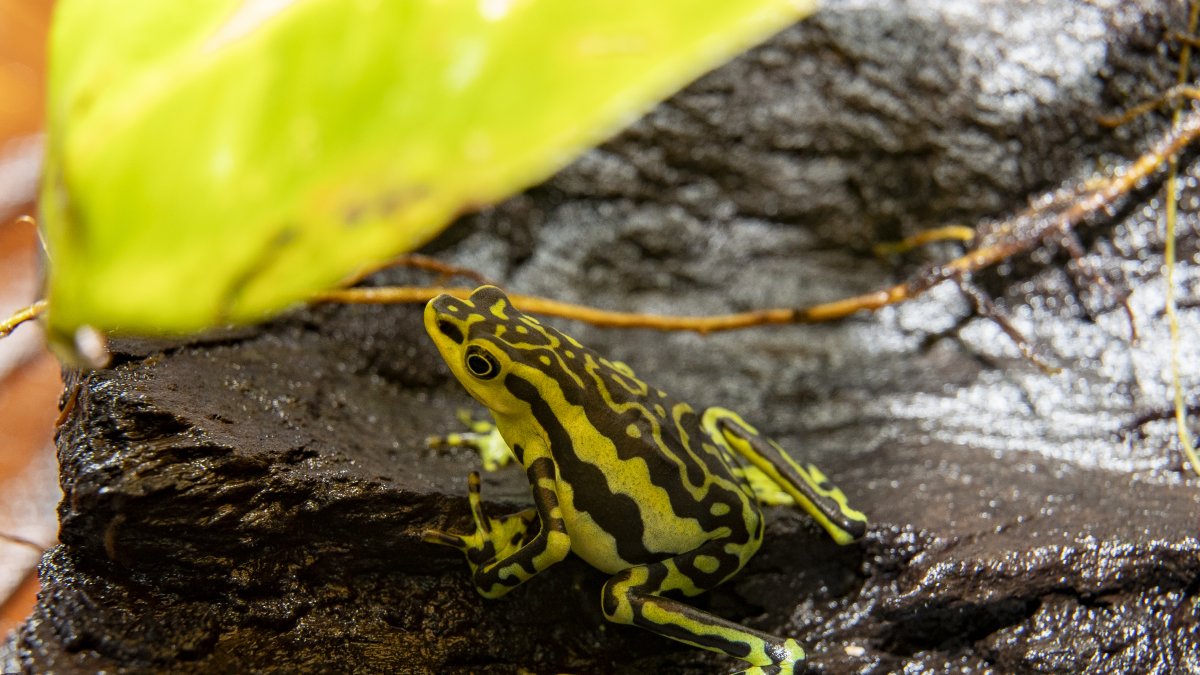 Más de 400 especies de ranas están en peligro en Ecuador y un parque en Los Chillos lucha para evitar su desaparición.