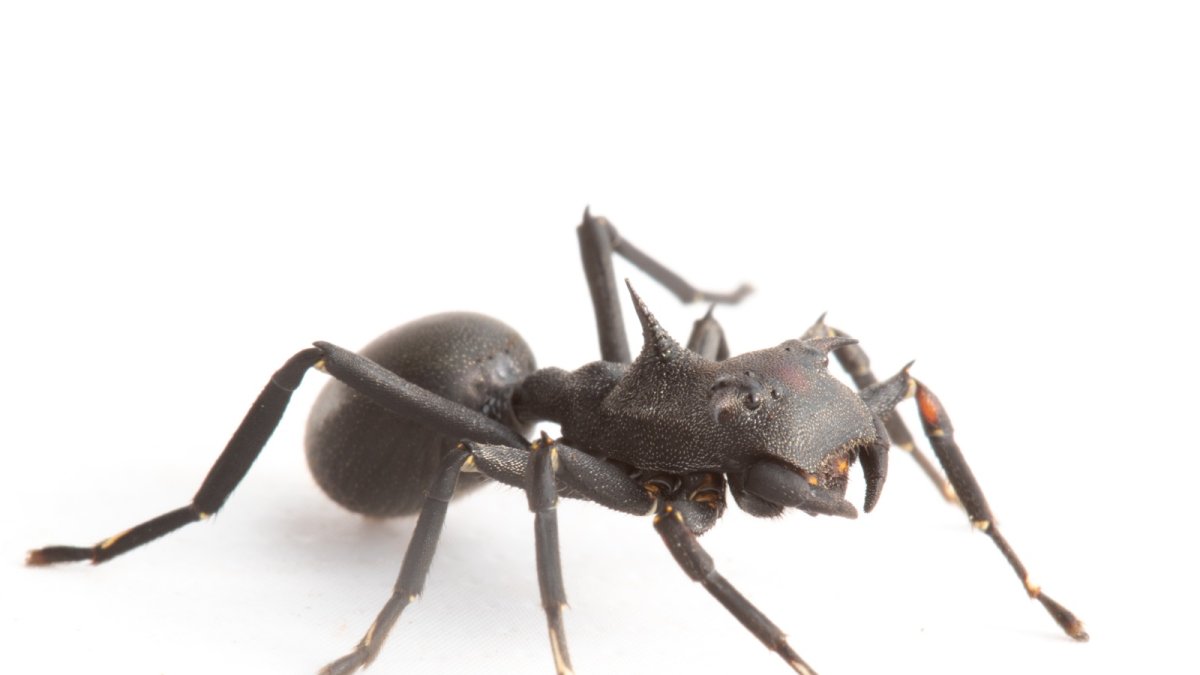 La nueva especie Aphantochilus rainbow fue encontrada en la copa de los árboles del Parque Nacional Yasuní