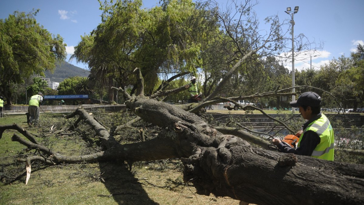 En varios tramos se retirarán árboles en riesgo.