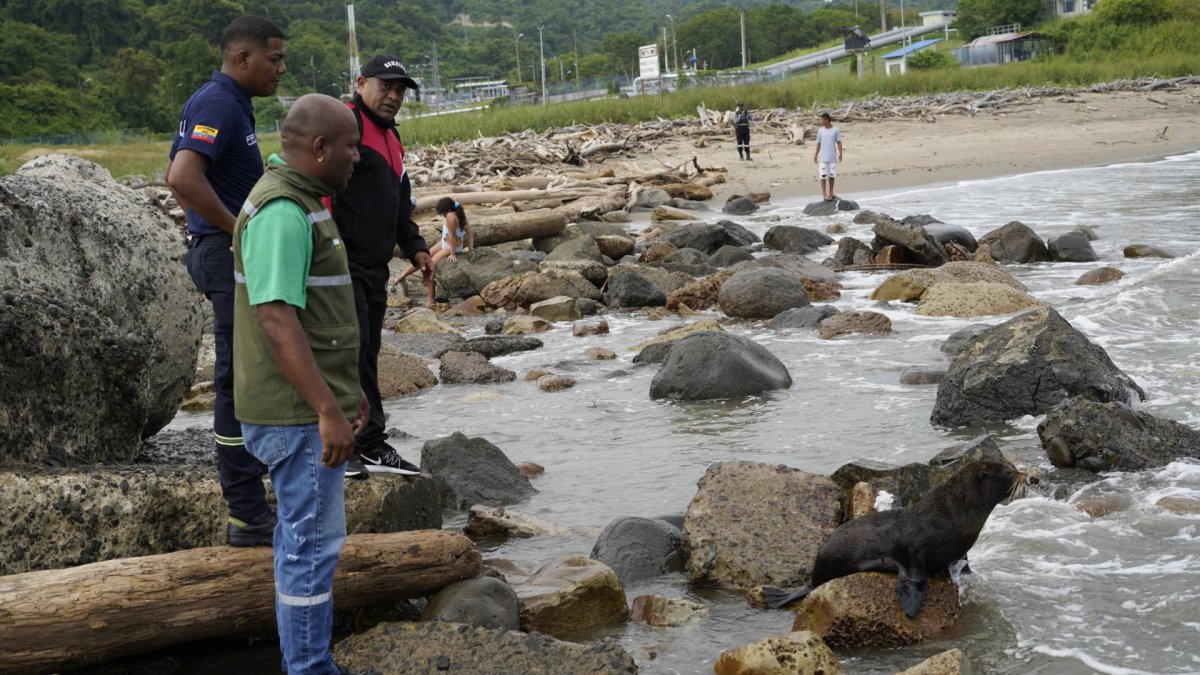 Curiosos observan en Playa Las Palmas la presencia del lobo marino rescatado por bomberos de Esmeraldas, antes de ser devuelto a su hábitat natural.