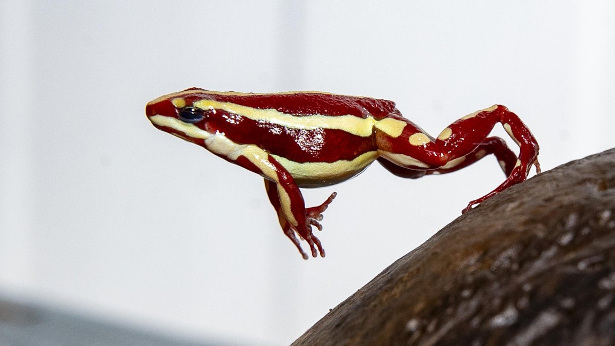 La rana del caso Alexéi Navalni se vende como mascota en Ecuador: el riesgo detrás de su popularidad