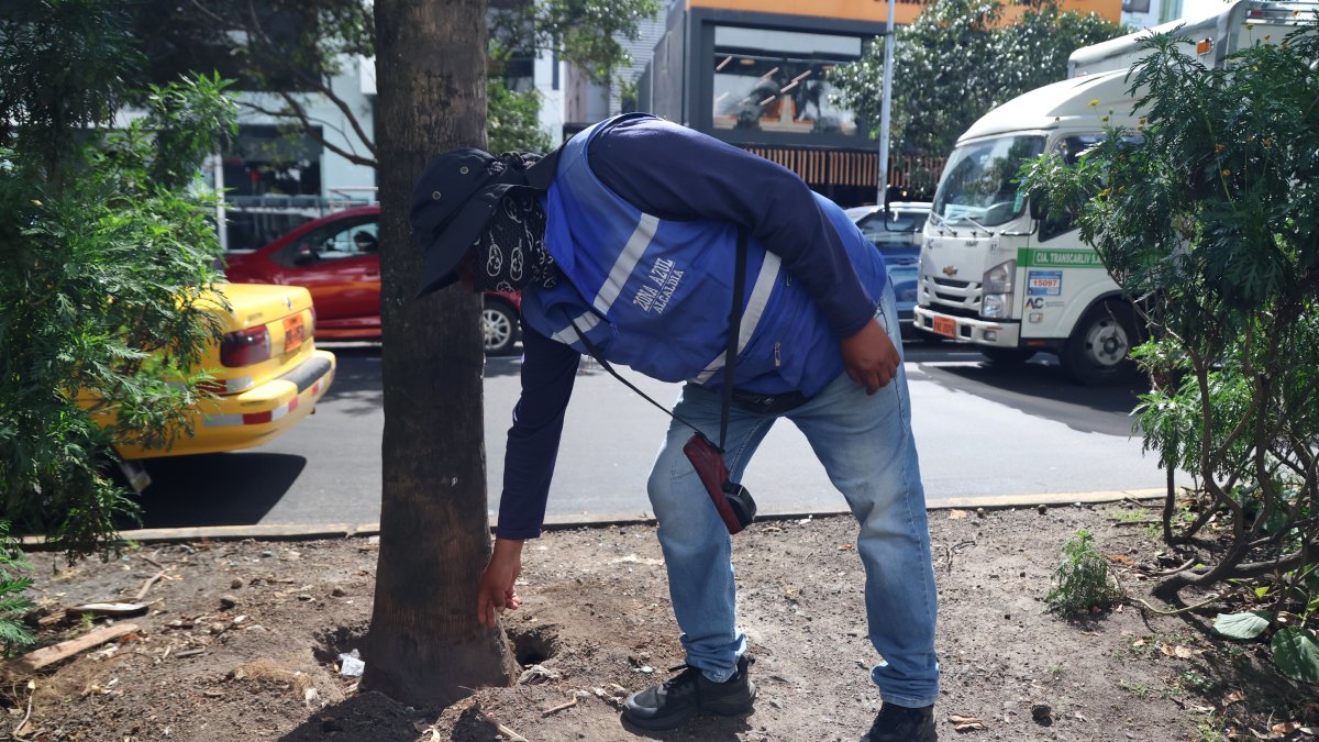 Ratas, basura y palomas: vecinos alertan foco sanitario en el norte de Quito