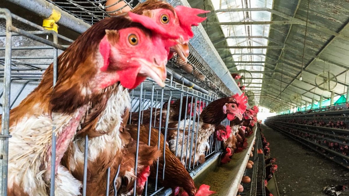 El oscuro trato a las gallinas ponedoras en Ecuador genera alarma entre consumidores