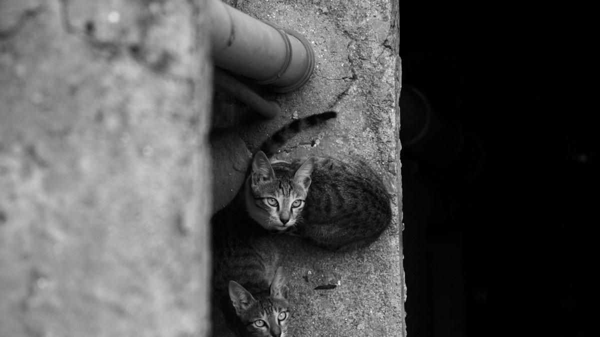 Investigan presunto uso de veneno contra gatos en ciudadela del sur de Guayaquil