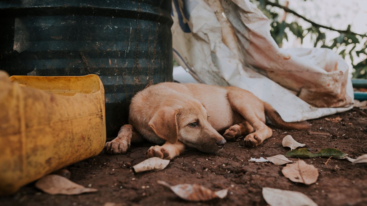 Mascotas pueden reconocer emociones humanas: Esto 