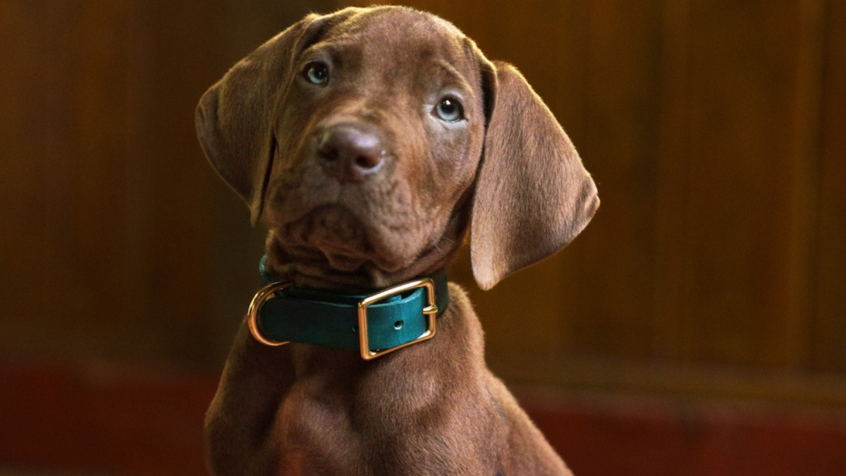 ¿Cómo luce el nuevo Scooby-Doo en la serie live-action que p