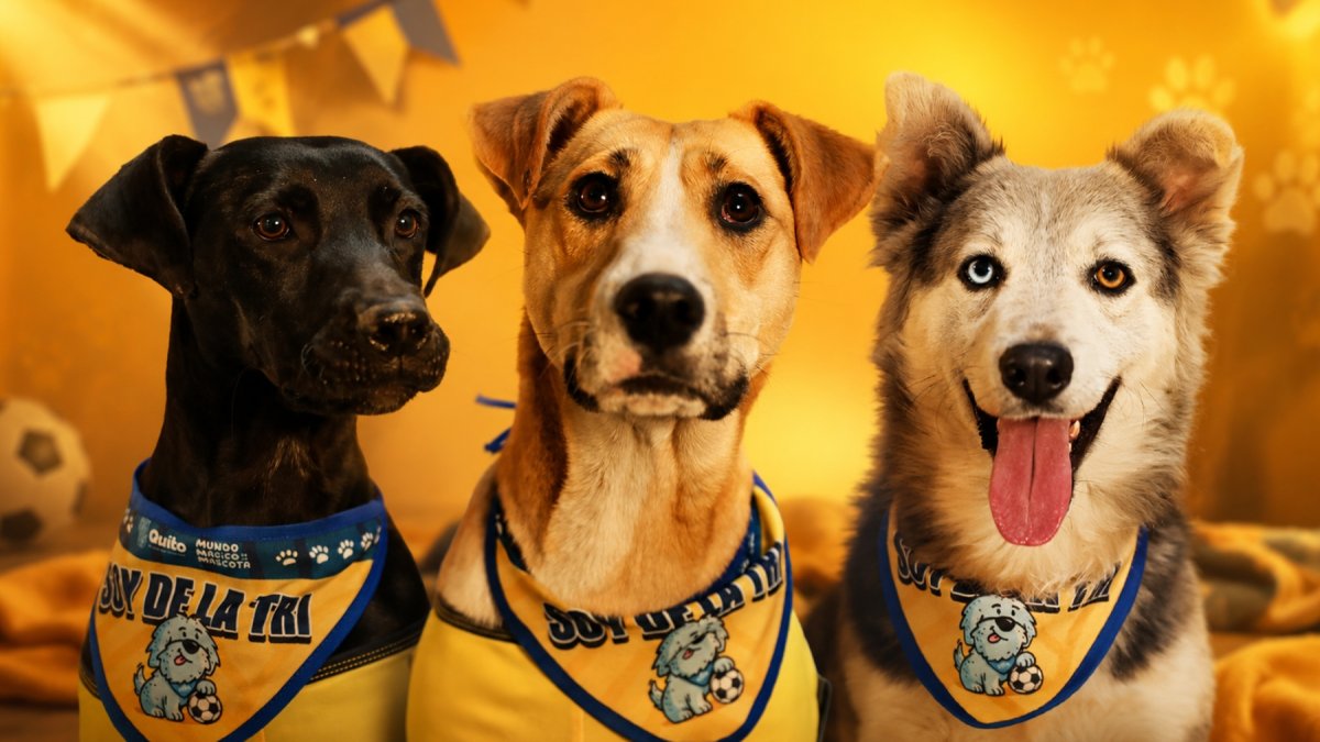 Mascotas rescatadas en Quito buscan hogar y alient