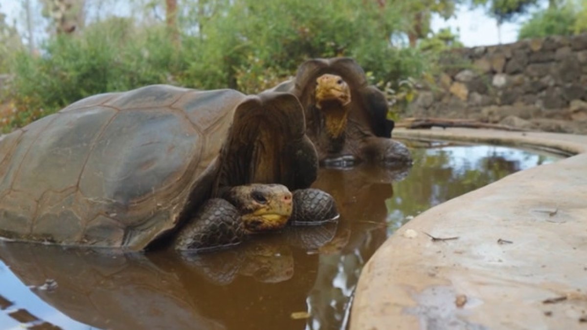Rare giant tortoises return to Floreana Island after more than 180 years