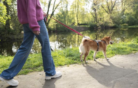 linda-mascota-shiba-inu-familia
