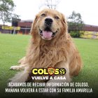 Coloso, la mascota más famoso del Ecuador.