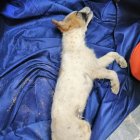 Rabito murió a los pocos minutos de ser rescatado.