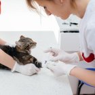 Imagen referencial. El felino y sus dueños se lograron recuperar.