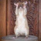 Magawa, la rata detectora de minas antipersona es condecorada por su trabajo en Camboya.