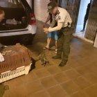 Agentes de la Unidad de Protección del Medio Ambiente (UPMA) pusieron a salvo a ambas especies.
