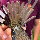 El pájaro podría tener una anomalía genética conocida como ginandromorfismo.