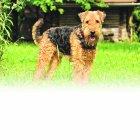 Son animales muy valientes, pese a ser pequeños.