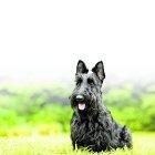 Se trata de un perro muy inteligente y ágil.