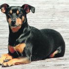 Se trata de un  animal muy fiel. Suele elegir a un solo amo.