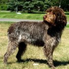 El grifón es un perro muy dócil e independiente.