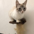 Las gatitas se encuentran en buenas condiciones y se les busca un nuevo hogar.