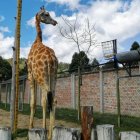 La jirafa macho que 'pasó a mejor vida'