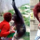 Adie Timmermans visita al chimpancé una vez por semana hace cuatro años.