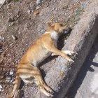 A los animales les dieron una sustancia que los mató en cuestión de minutos.