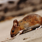 Reducir las calorías, comiendo a las horas justas, alarga la vida en ratones