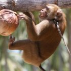 ¡Se detectan casos de viruela del mono en Europa!