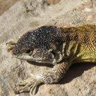 Descubiertas dos nuevas especies de lagartijas en el Machu Picchu