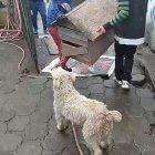 Las casas de madera de los canes fueron desalojadas de un terreno.