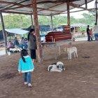 El sepelio se hizo en la ciudad de Puyo, a donde la joven fue llevada para intentar salvarle la vida.