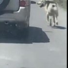 Un perrito lucha por alcanzar a su dueño, tras ser abandonado en la calle