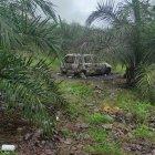 El cadáver y el carro estaban en medio de unas palmas.