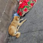 Esta es la foto que tomaron las personas cuando se percataron de que el hombre murió.