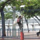 Un comerciante trepa las rejas, evitando a los guardias que no lo dejan pasar por las puertas.