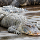 Un caimán mata a una mujer de 85 años que paseaba a su perro en Florida