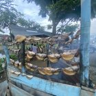 Los pescados de agua dulce esperan ser llevados a la ‘panza’.