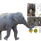 Diversas imágenes de la elefanta Pang Pha y su forma de pelar plátanos.