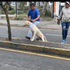 Odín fue localizado, pero ya no tendrá los mimos de su dueña.