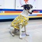 Heidy es una perrita rescatada que desde este martes 23 de abril está en 'Combate'.