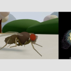 La simulación muestra una mosca digital controlada por el cerebro emulado de un insecto real