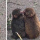 Punch enternece a las redes tras ser visto junto a su “novia” Momo-chan