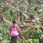 “Habitante de la ribera del río Cayapas observa los cultivos de plátano y yuca derribados por las lluvias y vientos huracanados que destruyeron viviendas y plantaciones en Eloy Alfaro.