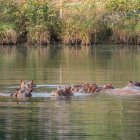 La presencia de hipopótamos pone en riesgo los ecosistemas acuáticos