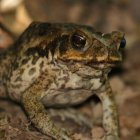 El sapo de caña aparece solo en zonas húmedas. Medios estadounidenses reportan que la causa de su visita en el país sean las lluvias.