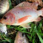 Referencial. El animal estaba muerto en las entrañas del hombre.